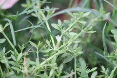 Dentella repens